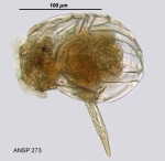 Ploesoma truncatum