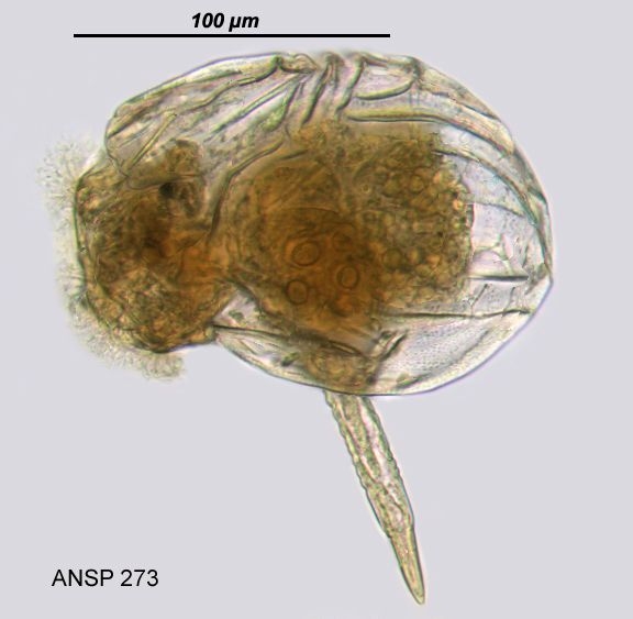 Ploesoma truncatum