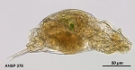 Aspelta egregia