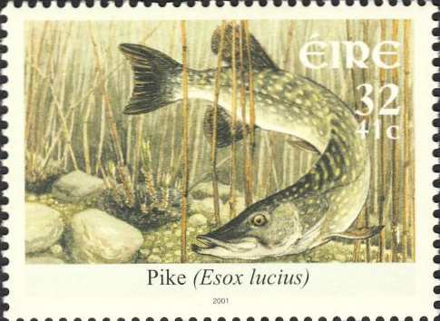 Esox lucius Esox lucius