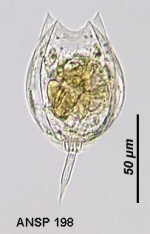 Lecane hamata