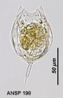 Lecane hamata