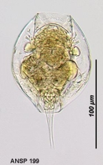Lepadella benjamini