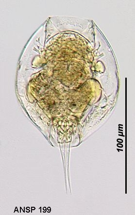 Lepadella benjamini