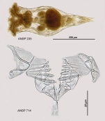 Epiphanes senta