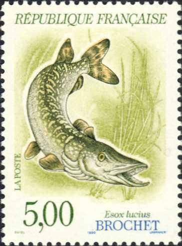 Esox lucius Esox lucius