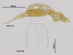 Dicranophorus hercules