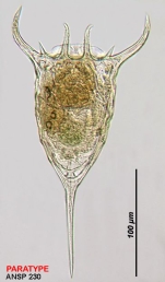 Keratella taurocephala