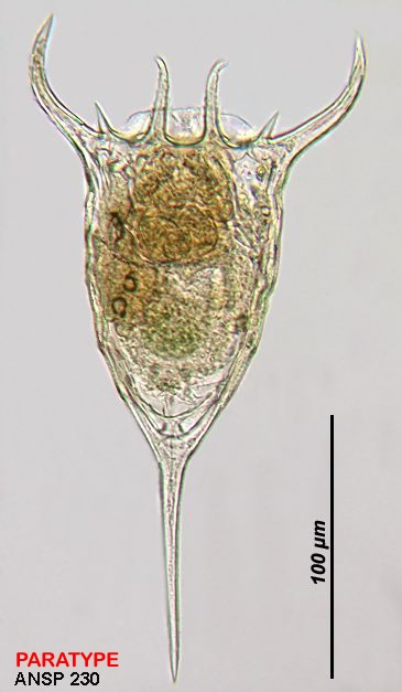 Keratella taurocephala