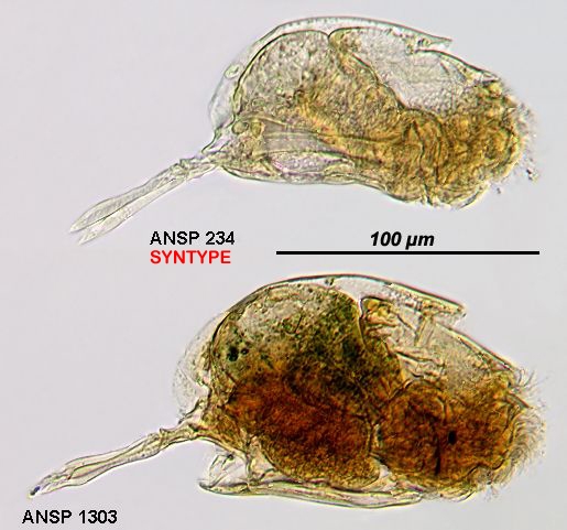 Euchlanis arenosa