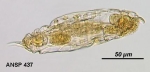 Dicranophorus biastis