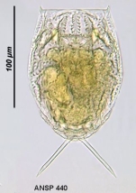 Lecane signifera