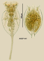 Testudinella tridentata