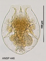 Testudinella caeca