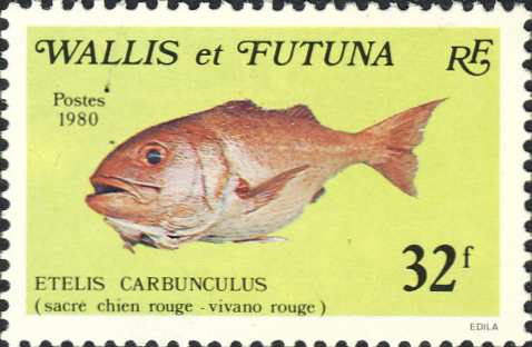 Etelis carbunculus Etelis carbunculus