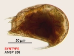 Trichocerca rotundata