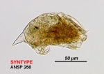 Trichocerca insolens