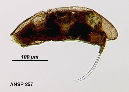 Trichocerca collaris