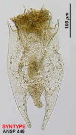 Brachionus novaezealandiae