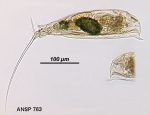 Trichocerca scipio