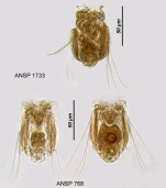 Polyarthra remata