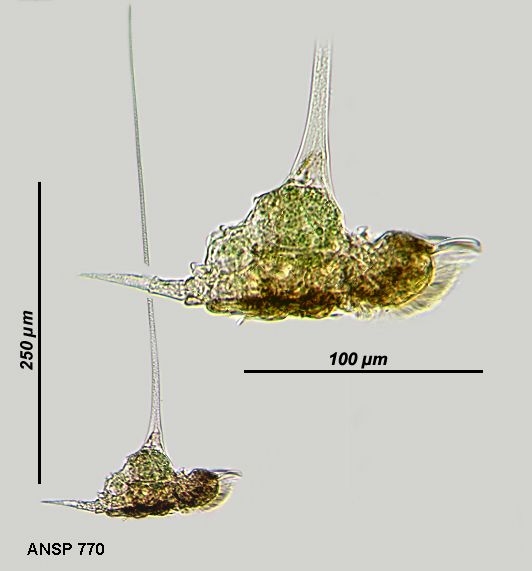 Squatinella leydigii Squatinella leydigii