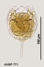 Lecane perplexa