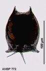 Lepadella latusinus