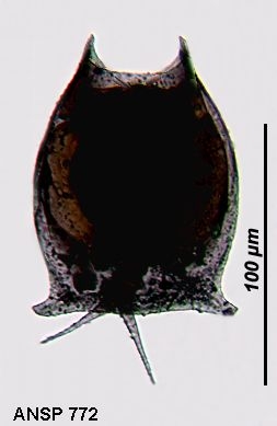 Lepadella latusinus