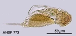 Cephalodella mucosa