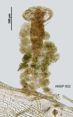 Ptygura pilula