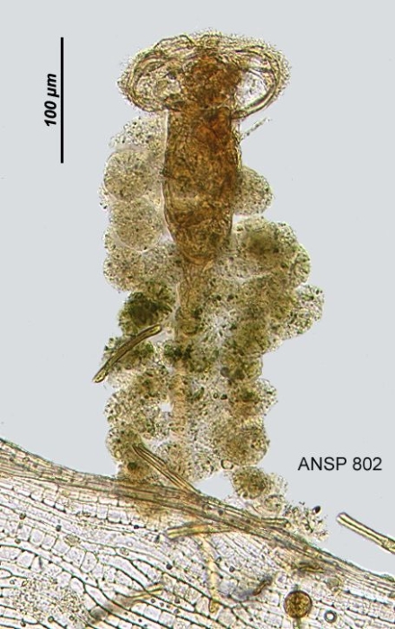 Ptygura pilula Ptygura pilula