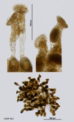 Lacinularia ismailoviensis