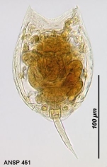 Lecane thalera