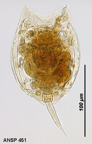 Lecane thalera Lecane thalera
