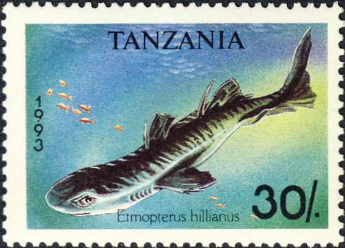 Etmopterus hillianus Etmopterus hillianus