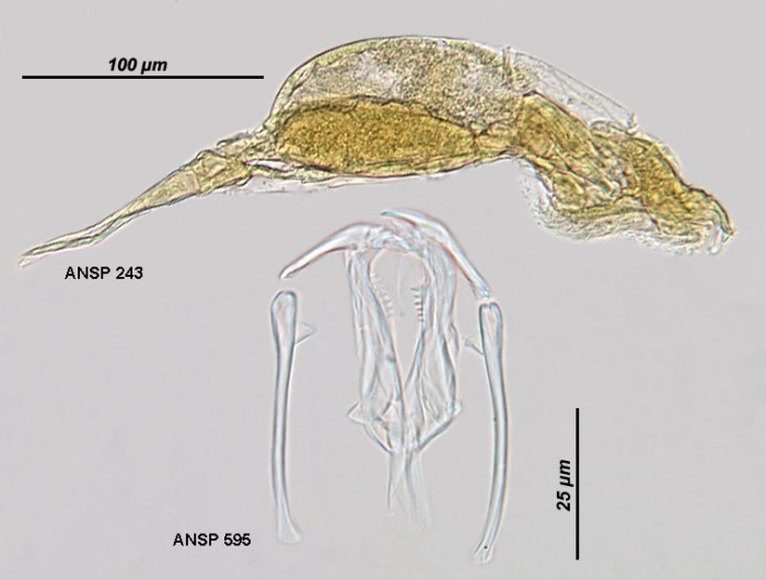 Dicranophorus hercules Dicranophorus hercules