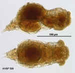 Eothinia argus