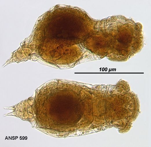 Eothinia argus Eothinia argus