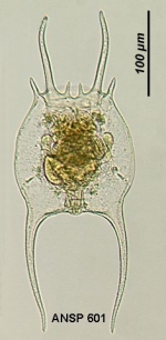 Brachionus falcatus