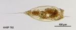 Trichocerca chattoni