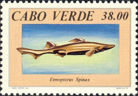 Etmopterus spinax Etmopterus spinax