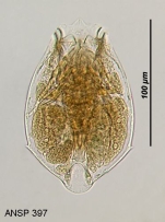 Testudinella angulata