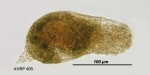 Itura aurita
