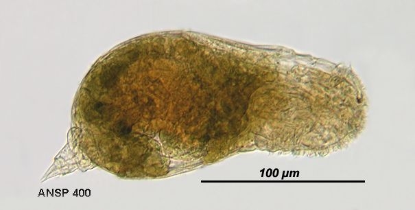 Itura aurita
