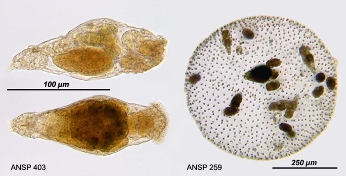 Proales parasita Proales parasita