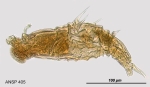 Dissotrocha aculeata