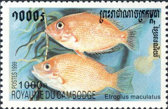 Etroplus maculatus Etroplus maculatus