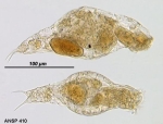 Resticula melandoca
