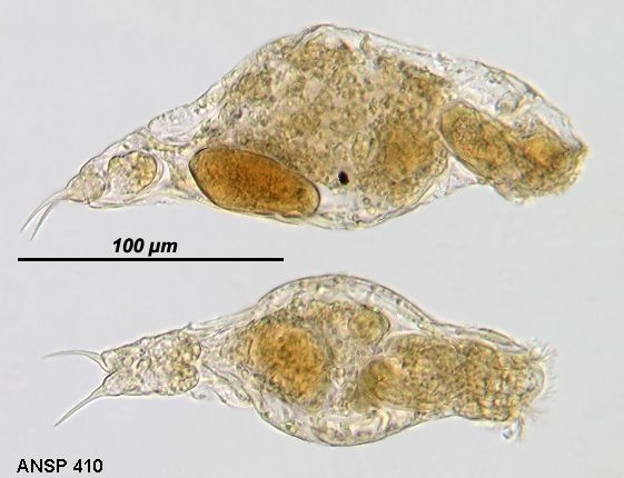 Resticula melandoca Resticula melandoca